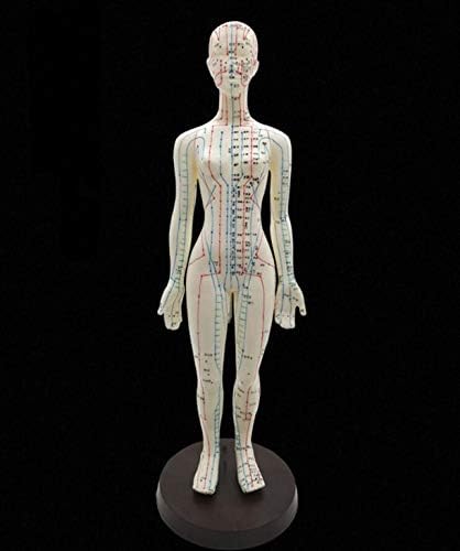 ZHONGJİUYUAN 1 Parça (Beyaz Renk) kadın Akupunktur Modeli 50 cm/20 inç ile Çin Noktaları ve Taban PVC İnsan Vücudu