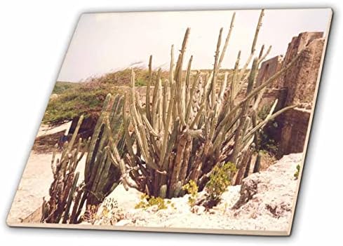 Egzotik Aruba Adasında Yetişen Tatlı Bitkilerinin 3dRose Görüntüsü - Fayans (ct-371717-1)