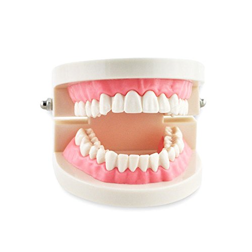 Doktor.Kraliyet Diş Öğretmek Çalışma Yetişkin Standart Typodont Gösteri Diş Modeli Eti Pembe