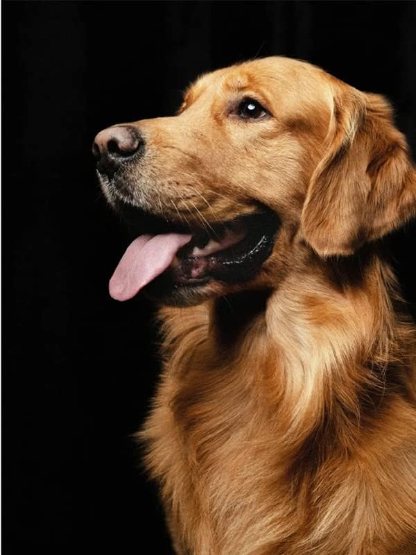 DIY 5D Elmas Boyama by Numbers Kitleri Yetişkinler için Köpek Golden Retriever Yuvarlak Elmas Sanat Tam Matkap Boncuk