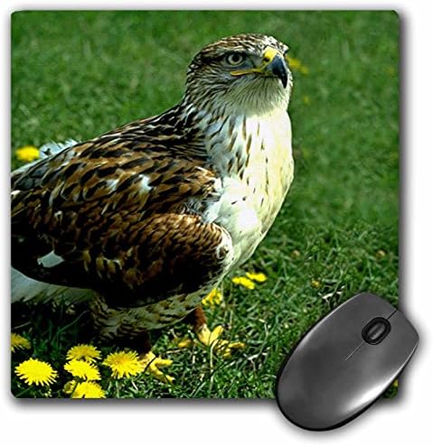 3dRose LLC 8 x 8 x 0,25 inç Demirli Şahin Mouse Pad (mp_677_1)